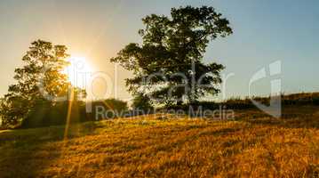 Sunset Behind Trees and Field of Wheat