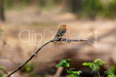 Robin Bird Sitting on a Tree Branch