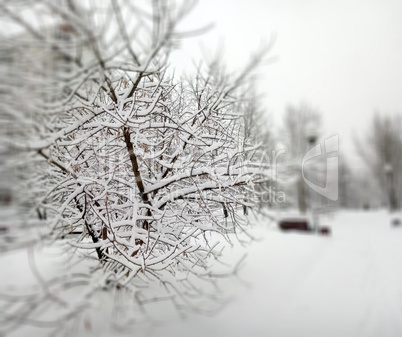 city park after snowfall at day