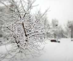 city park after snowfall at day