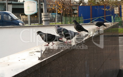 dove on granite parapet