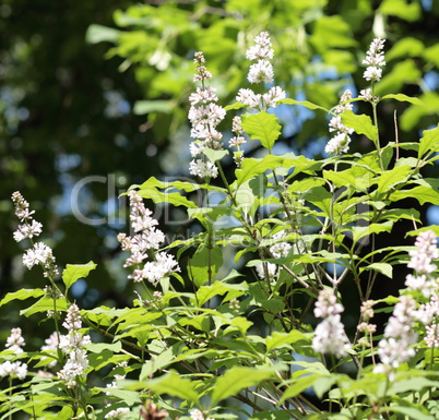 lilac at spring