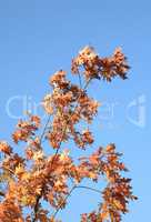 red oak leafs at autumn