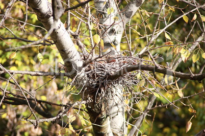 convolute nest on tree