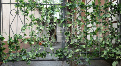 black metal fence with green plant at day