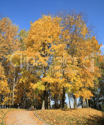 maple alley at autumn