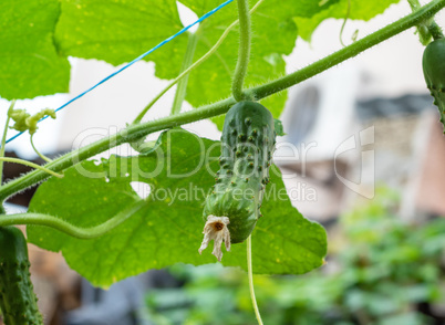 growing cucumber bushes with fruits