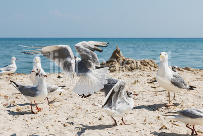 flock of seagulls on the beach on a summer sunny day, Ukraine