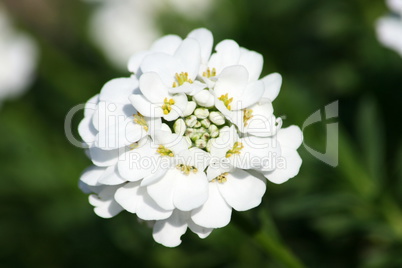 candytuft (Iberis sempervirens)