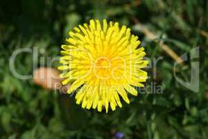 dandelion   ( taraxacum sect ruderalia)