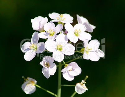 Meadow cress  (cardamine pratensis)