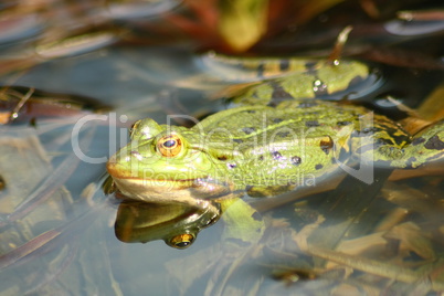 green water frog