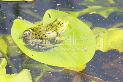 Wasserfrosch auf Blatt    Water frog on leaf