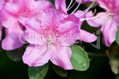 rhododendrons  (Rhododendron)
