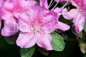 rhododendrons  (Rhododendron)