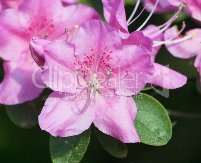 rhododendrons  (Rhododendron)