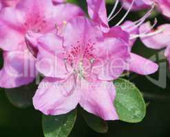 rhododendrons  (Rhododendron)