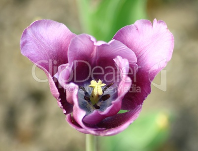 purple  tulip