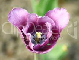 purple  tulip