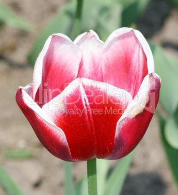 tulip