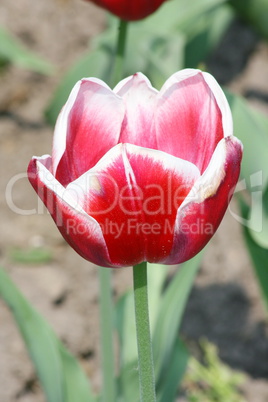 tulip