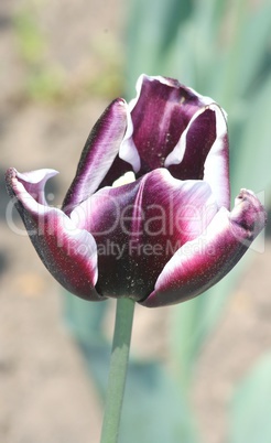 purple  tulip