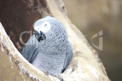Grey parrot  (Psittacus erithacus erithacus)