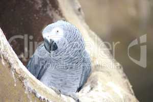 Grey parrot  (Psittacus erithacus erithacus)