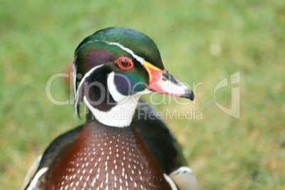 Wood Duck  (Aix sponsa)