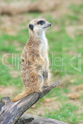 Erdmännchen   Meerkats  (Suricata suricatta)