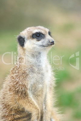 Meerkats  (Suricata suricatta)