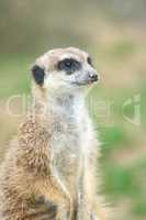 Meerkats  (Suricata suricatta)