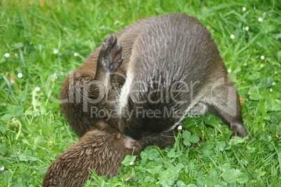 Otter (Lutra lutra)