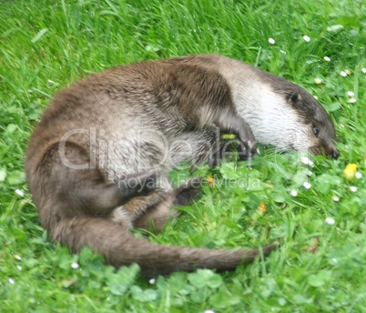 Otter (Lutra lutra)