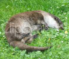 Otter (Lutra lutra)