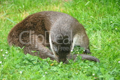 Otter (Lutra lutra)