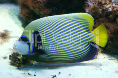 Emperor angelfish   Pomacanthus imperator