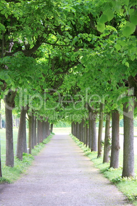 avenue of trees