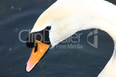 Mute Swan  (Cygnus olor)