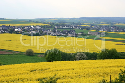 canola fields