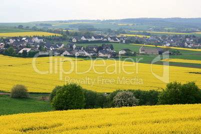 canola fields