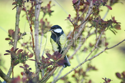 Great Tit (Parus major)