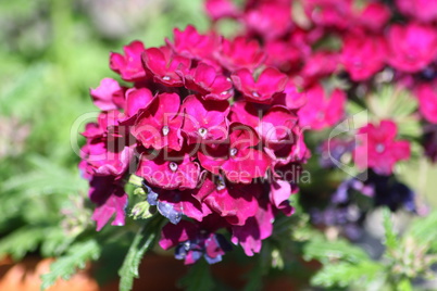 phlox red  (Phlox)