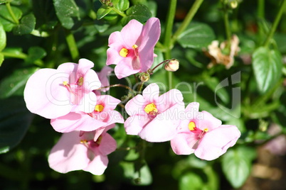 pink flower blooming