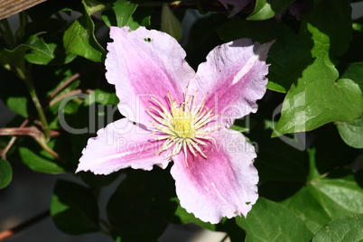 clematis flower  (Clematis)