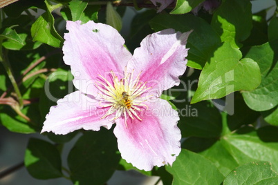 clematis flower  (Clematis)