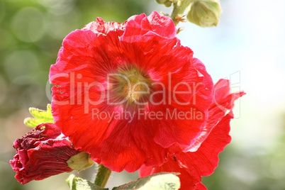 hollyhock red  (Alcea rosea)