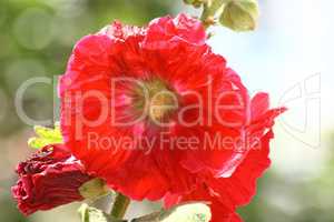 hollyhock red  (Alcea rosea)