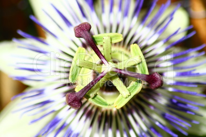 Passion flower  (Passiflora caerulea)