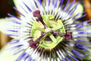Passion flower  (Passiflora caerulea)